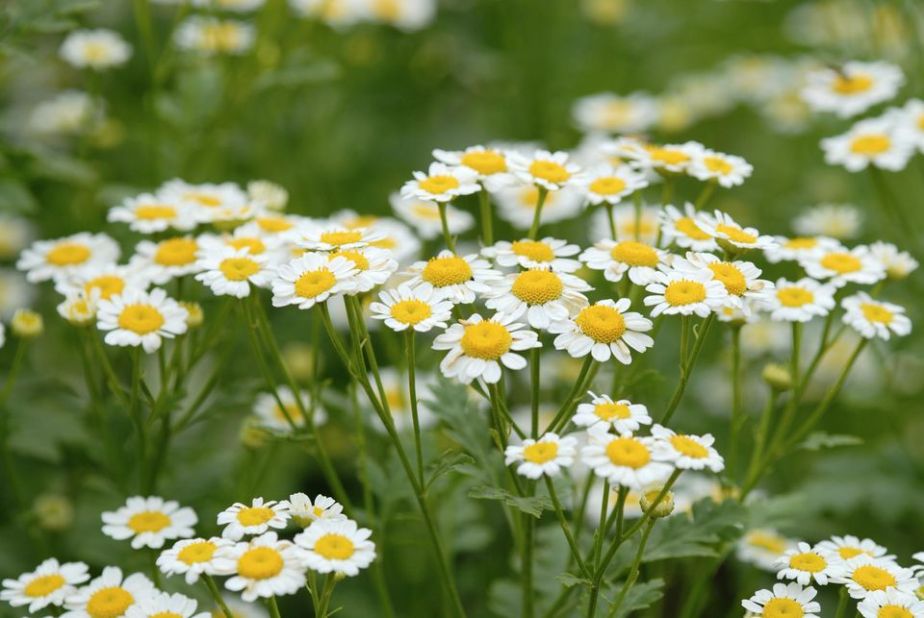 Day 8 Herb of the Day Chamomile! Magic and Medicinals. What our ancestors knew by The Magic Apothecary, Mary Elizabeth&nbsp;Micari