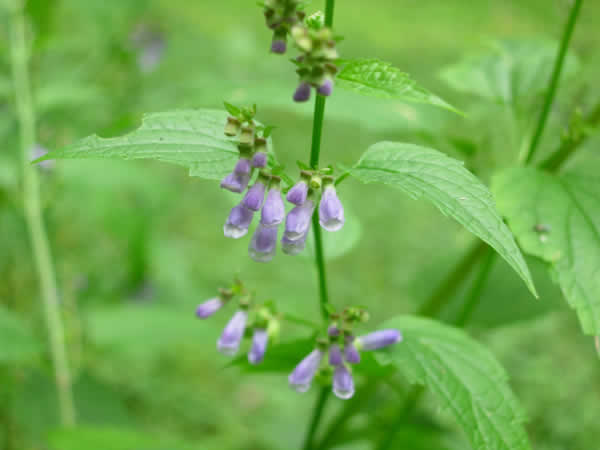 Day 7 Herb of the Day Skullcap! Magic and Medicinals. What our ancestors knew by The Magic Apothecary, Mary Elizabeth&nbsp;Micari