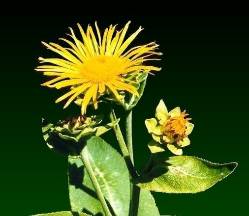 Day 5 Herb of the Day Elecampane! Magic and Medicinals. What our ancestors knew by The Magic Apothecary, Mary Elizabeth&nbsp;Micari